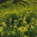 黄山旅游 缩略图 4