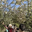 黄山旅游 缩略图 11