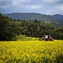 黄山旅游 缩略图 6