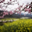 黄山旅游 缩略图 2