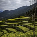 黄山旅游 缩略图 5