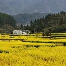 黄山旅游 缩略图 1
