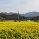 黄山旅游 缩略图 2