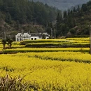 黄山旅游 缩略图 3