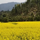 黄山旅游 缩略图 5