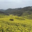 黄山旅游 缩略图 1