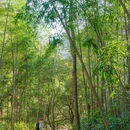 黄山旅游 缩略图 5