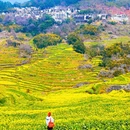 黄山旅游 缩略图 9