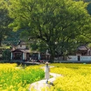 黄山旅游 缩略图 3