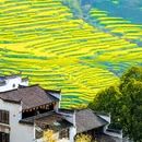 黄山旅游 缩略图 8
