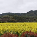 黄山旅游 缩略图 6