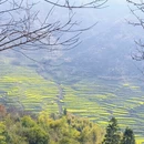 黄山旅游 缩略图 3