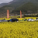 黄山旅游 缩略图 4