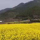 黄山旅游 缩略图 2
