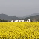 黄山旅游 缩略图 3