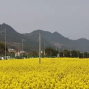 黄山旅游 缩略图 1