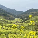 黄山旅游 缩略图 3
