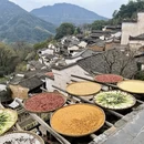 黄山旅游 缩略图 7
