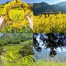 黄山旅游 缩略图 3