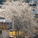 黄山旅游 缩略图 1