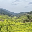 黄山旅游 缩略图 4