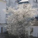 黄山旅游 缩略图 2