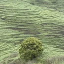 黄山旅游 缩略图 4