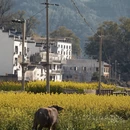 黄山旅游 缩略图 11