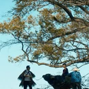 黄山旅游 缩略图 9