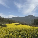 黄山旅游 缩略图 5