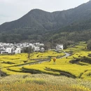 黄山旅游 缩略图 8