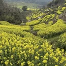 黄山旅游 缩略图 8