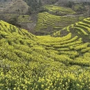 黄山旅游 缩略图 4