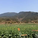 黄山旅游 缩略图 1