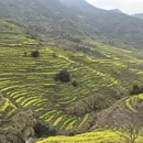 黄山旅游 缩略图 7
