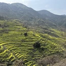 黄山旅游 缩略图 3