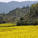 黄山旅游 缩略图 4