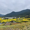 黄山旅游 缩略图 7