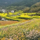 黄山旅游 缩略图 6