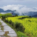 黄山旅游 缩略图 3