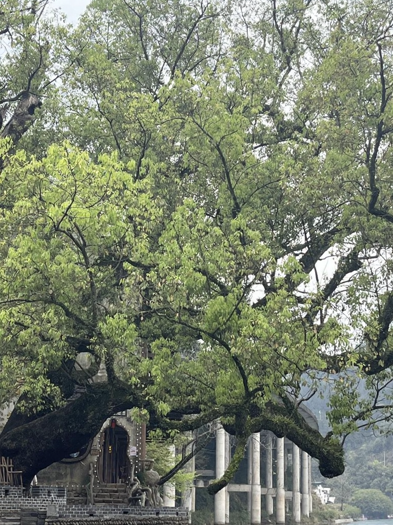 黄山旅游