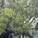 黄山旅游 缩略图 1