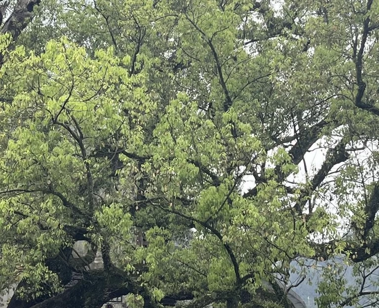 黄山旅游 1