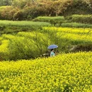 黄山旅游 缩略图 6