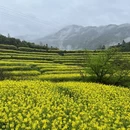 黄山旅游 缩略图 9