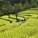 黄山旅游 缩略图 3
