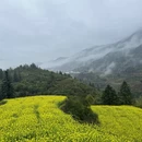 黄山旅游 缩略图 7
