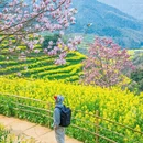 黄山旅游 缩略图 2