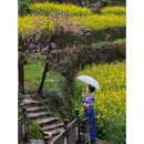 黄山旅游 缩略图 6