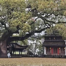 黄山旅游 缩略图 13